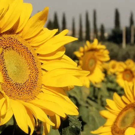 Azienda Agrituristica Il Giuggiolo * Principina a Mare
