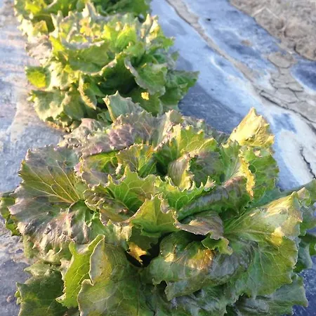 Bauernhof Azienda Agrituristica Il Giuggiolo Principina a Mare